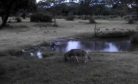 Post your Africam Pics - Page 11 Mwsnap23