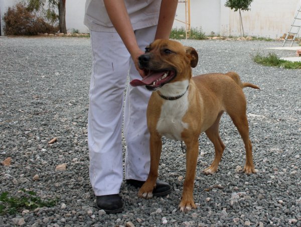 NARANJITO (devenu ICE) mâle EUTHANASIE PREVUE Naranj10