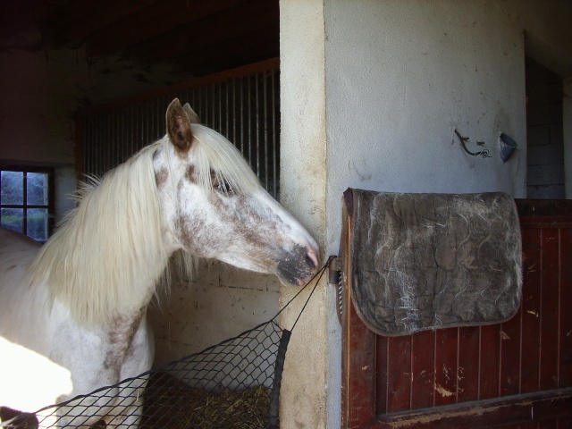 Jument/ponette idéal enfant/ado clé en main ! Vendu Img_0010