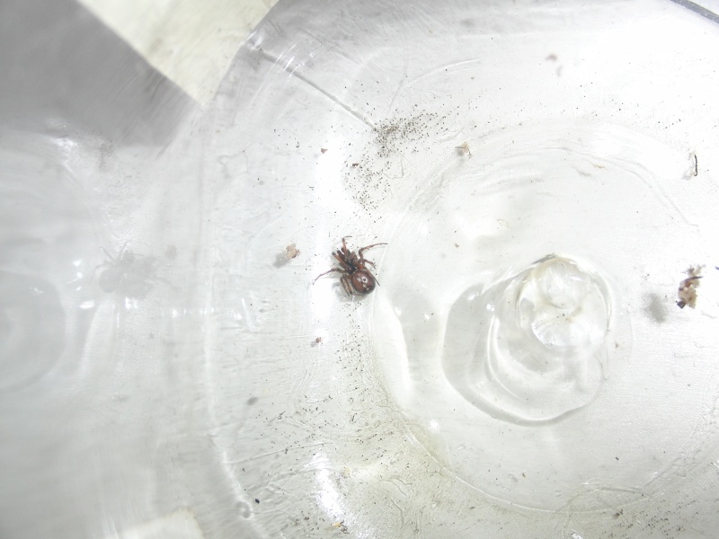 Steatoda bipunctata Cimg0013