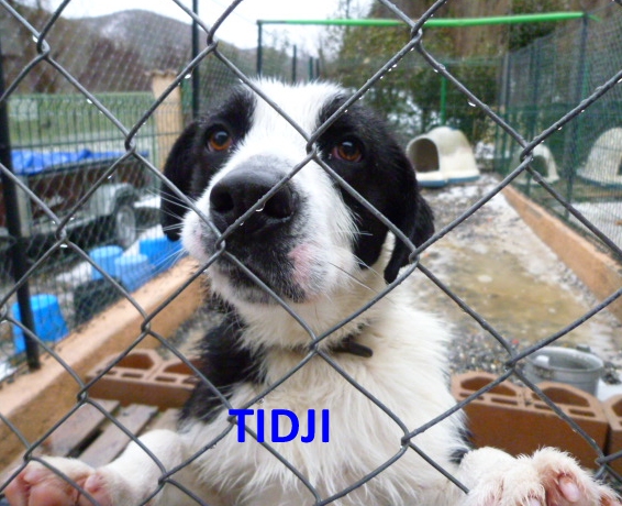 Tidji, 5 ans de refuge ... Tidi_m11