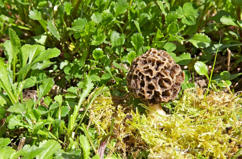 Début des morilles Img_2514