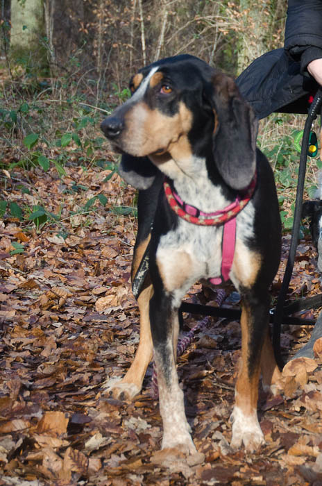 GRETEL , en fugue, adoption suspendue  Gret_011