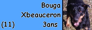 Bouga Xbeauceron mle, 3ans (11) Bouga_10