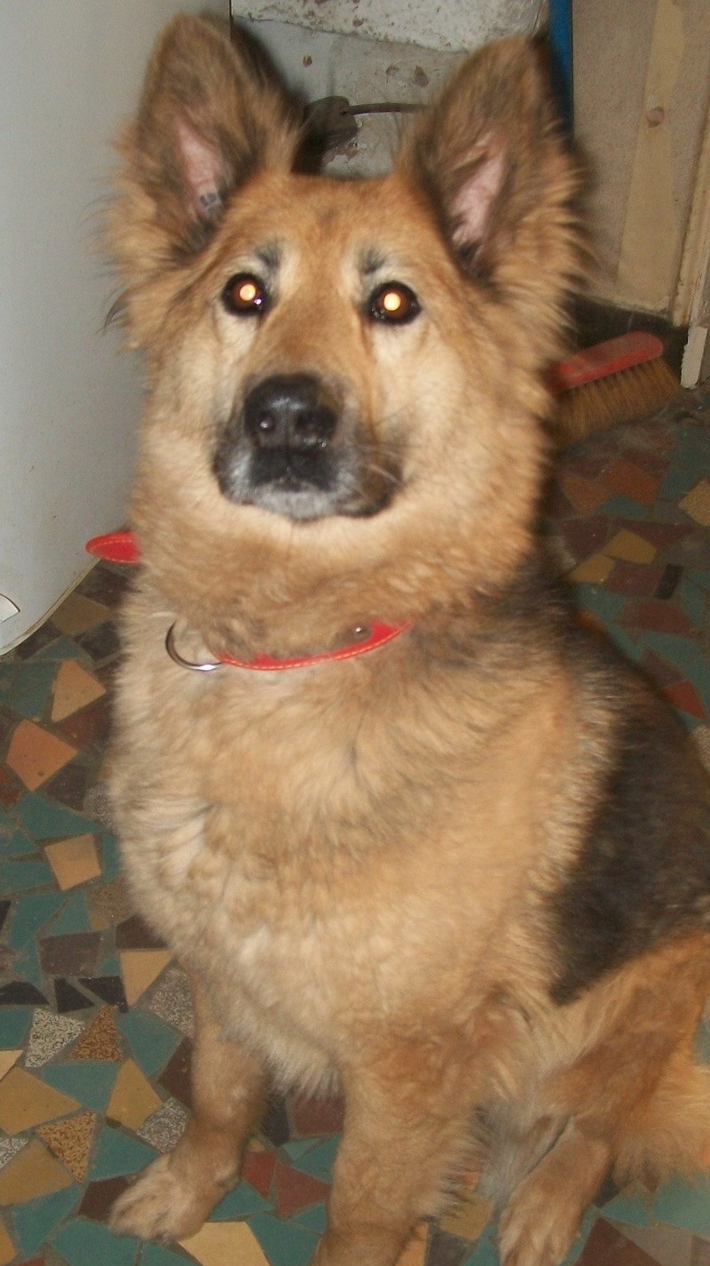 LOLA type Berger allemand 7 ans Djerry34