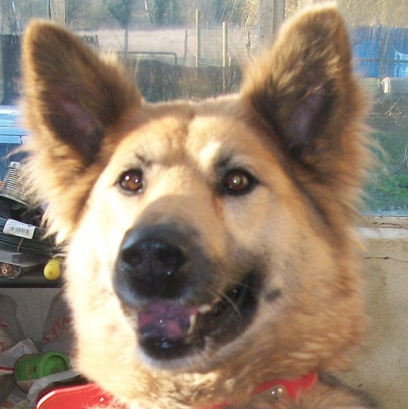 LOLA type Berger allemand 7 ans Djerry35