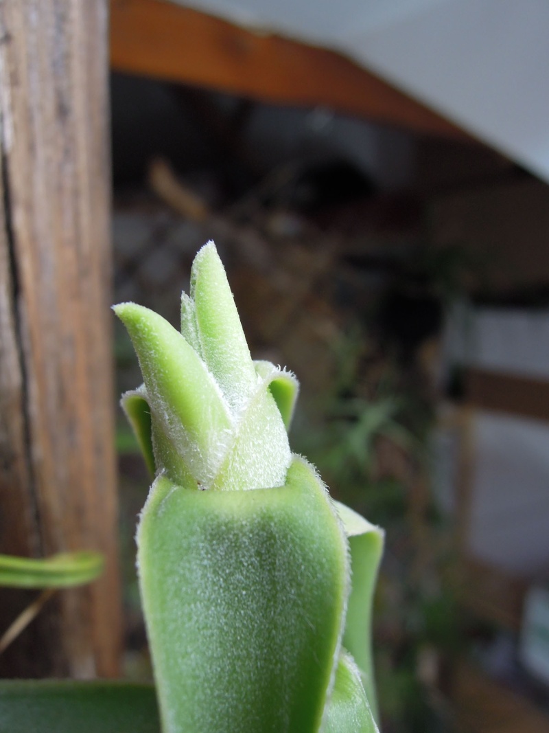 pourriture Tillandsias diguetii et duratii Nouvel11