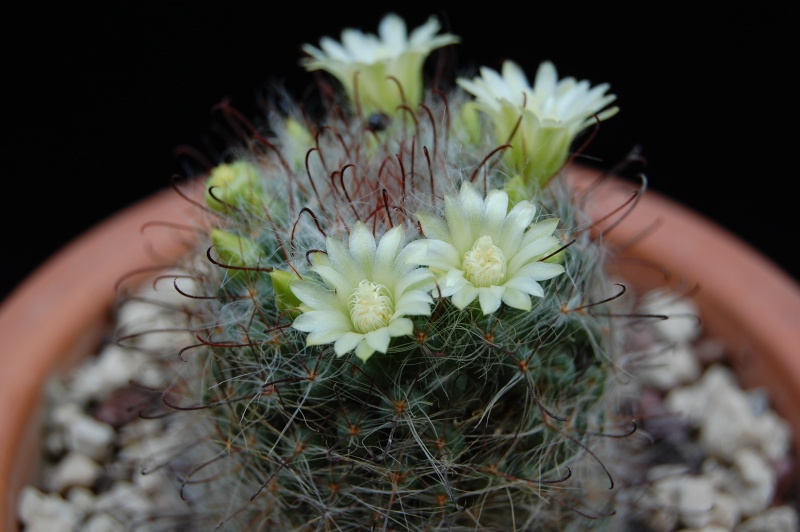 Mammillaria kunzeana 1636-210