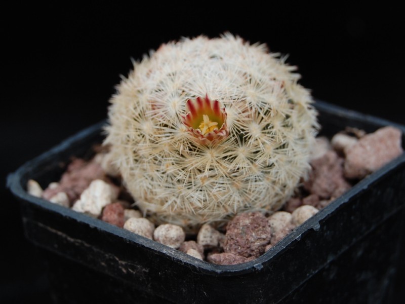 Mammillaria lasiacantha Egregi10