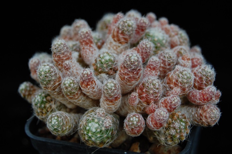 Mammillaria vetula Gracil10