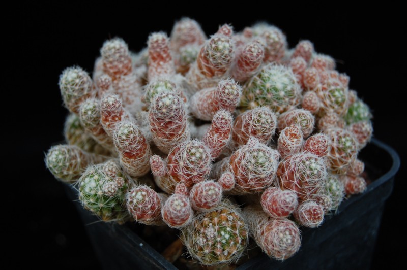 Mammillaria vetula Gracil11