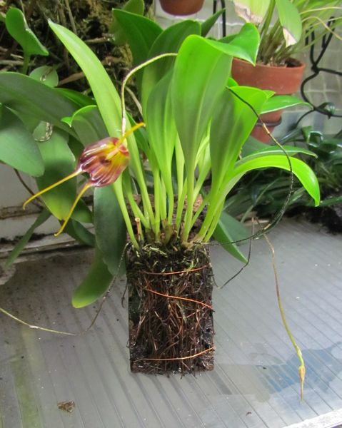 Masdevallia bicornis Img_1332