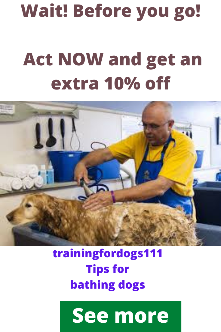 Tips for bathing dogs Better10