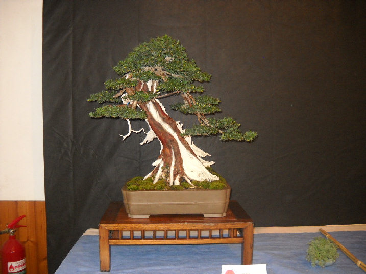 1° Mostra Del neonato club "Trinacria Bonsai School" Dscn2717