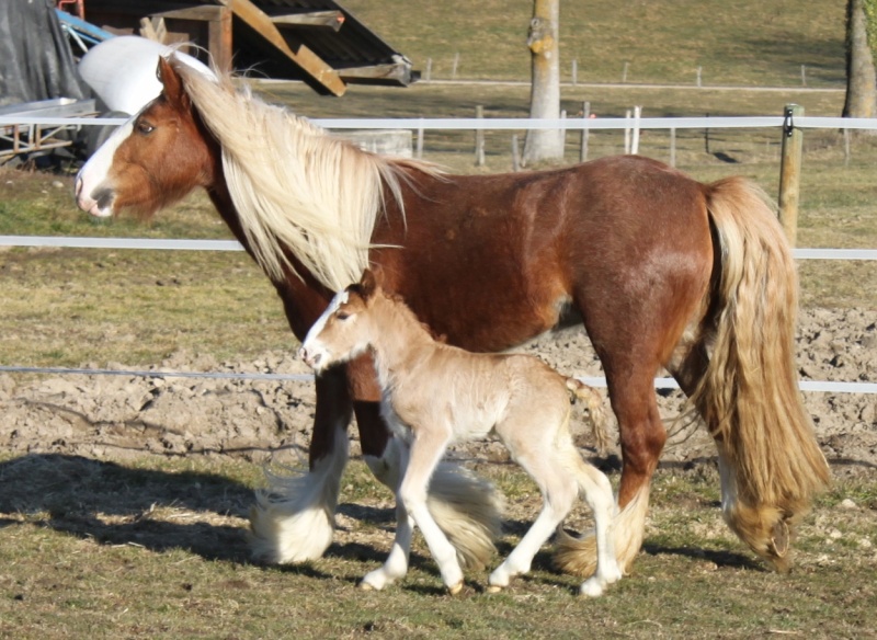 11 - 01 IC... IZ Boy de Vilex, (Dora x Goldwyn) 04.02.2011 news P.5 Img_6313