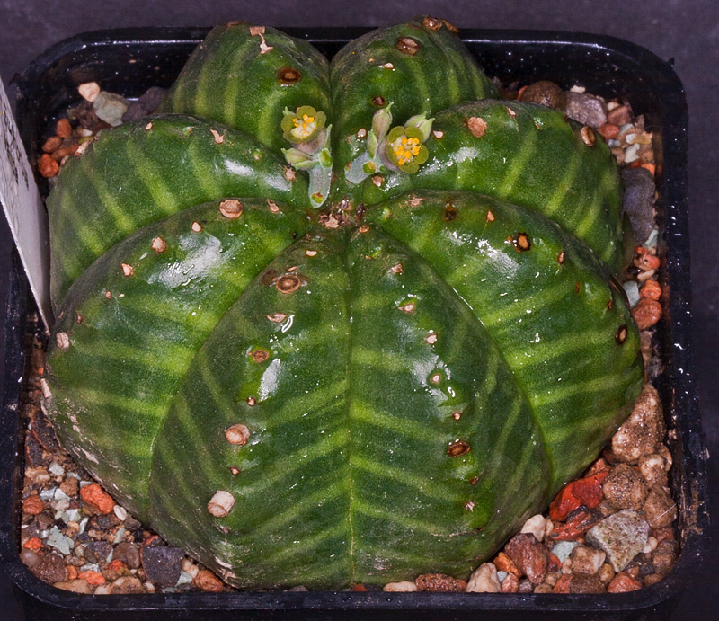 Euphorbia valida Euph-v10