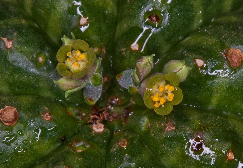 Euphorbia valida Euph-v12