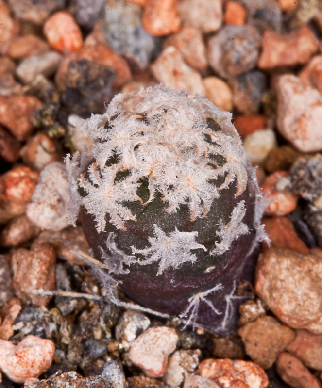 Turbinicarpus lophophoroides T_loph14