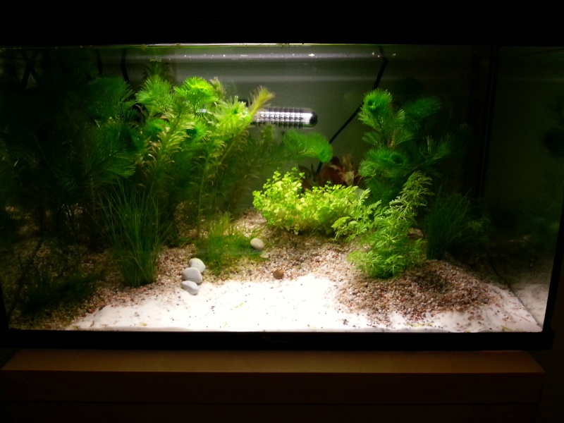 Aménagement d'un aquarium de 50L 20130310