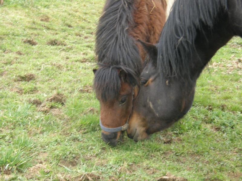 POLLY - ONC Poney Shetland née en 2004 - adoptée en mars 2013 par Moutarde - Page 2 Polly210