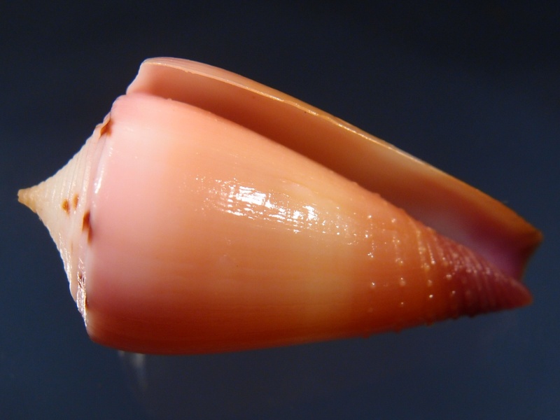 Conus deperditus - Conus (Strategoconus) circumactus   Iredale, 1929 P2111815