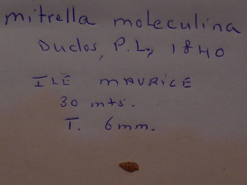 Mitrella moleculina (Duclos, 1840) P2111817
