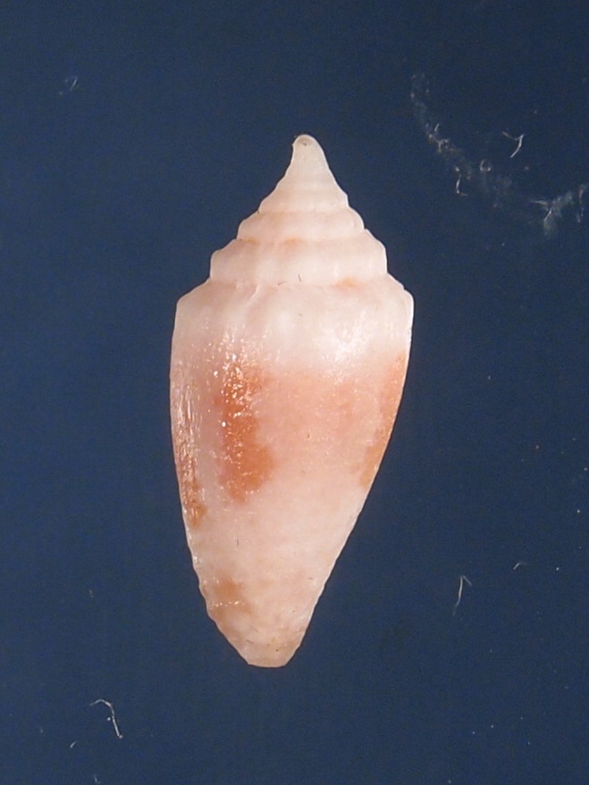 Conus (Virroconus) lecourtorum (Lorenz, 2011)  P2171913