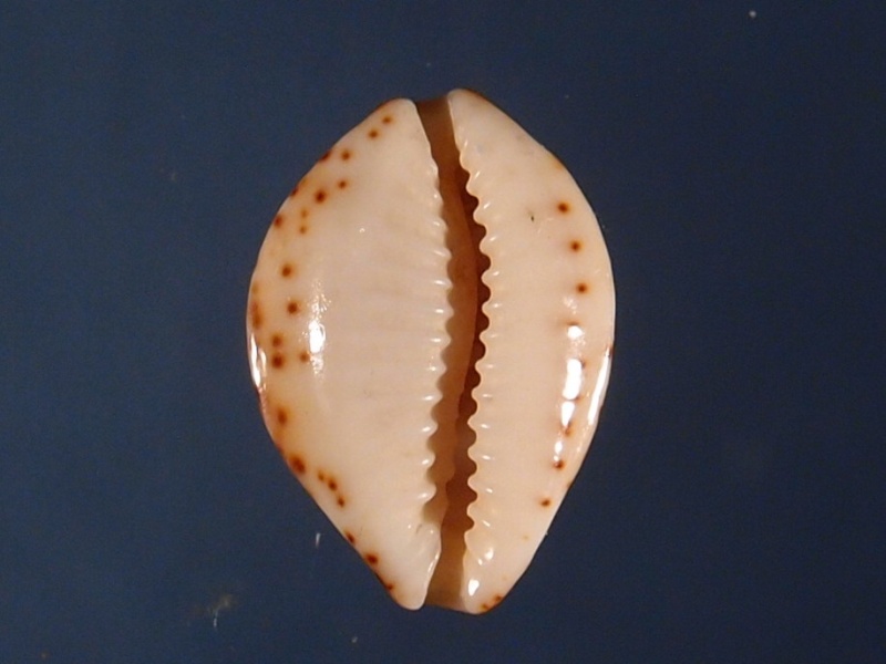 Bistolida owenii owenii (Sowerby, 1837) P2181915