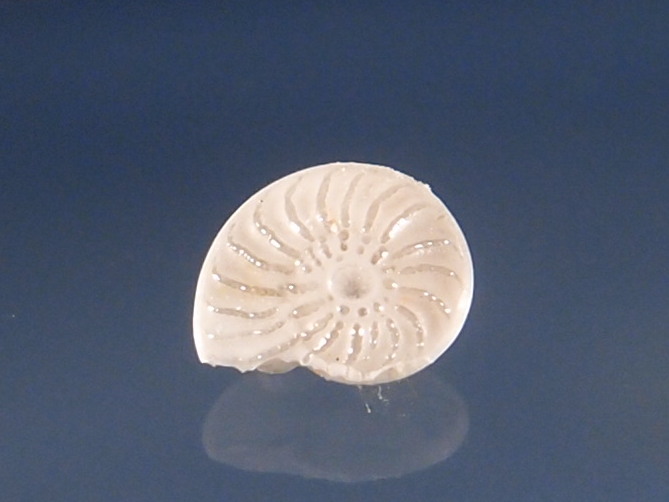 A identifier svp. foramimiferes ??? P2202017