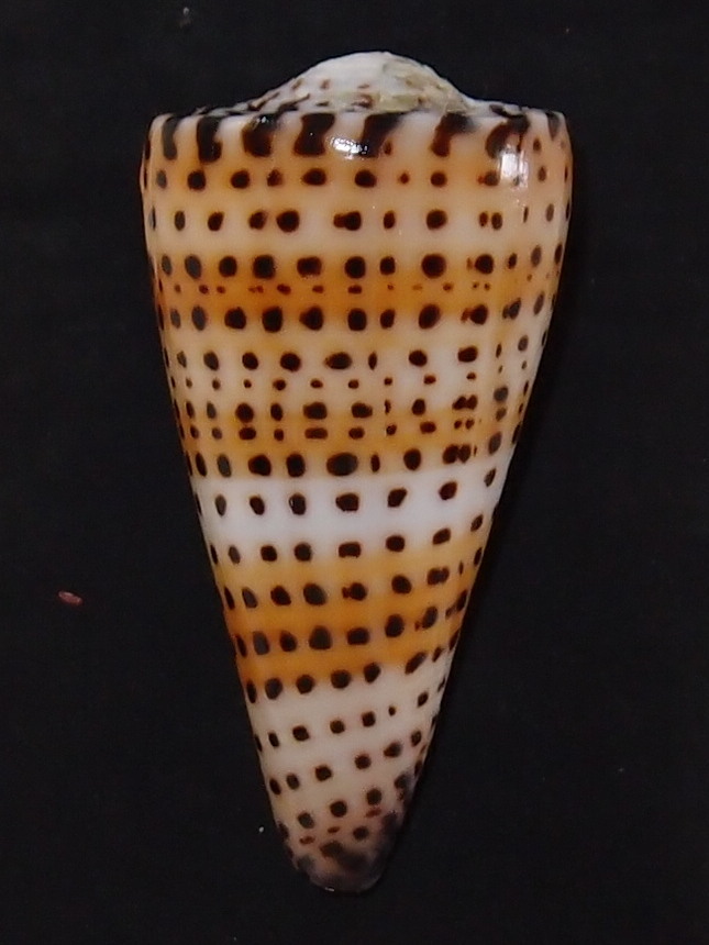 Conidae Conus (Elisaconus) litteratus  Linnaeus, 1758 P2242112