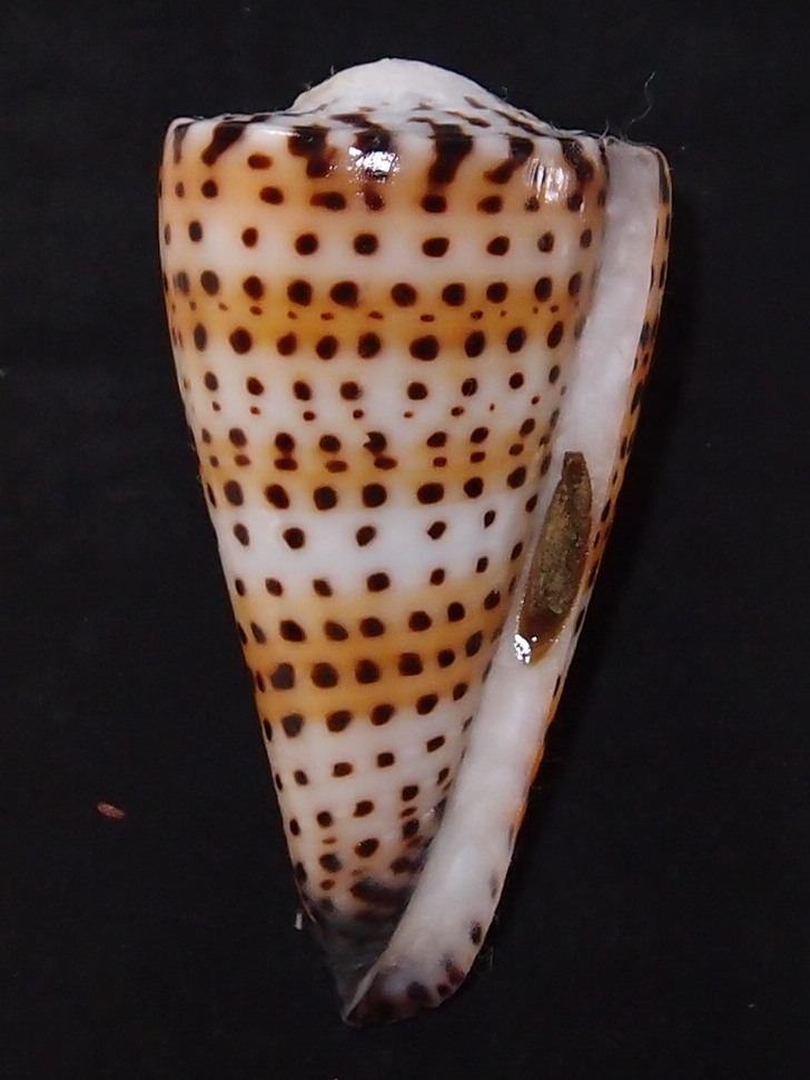 Conidae Conus (Elisaconus) litteratus  Linnaeus, 1758 P2242113