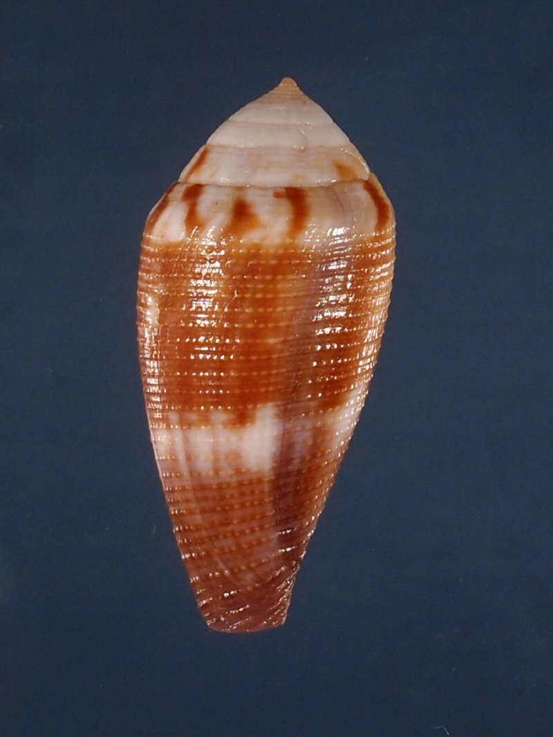Conus (Leporiconus) tenuistriatus  GB Sowerby II, 1858 - Page 2 P3102319