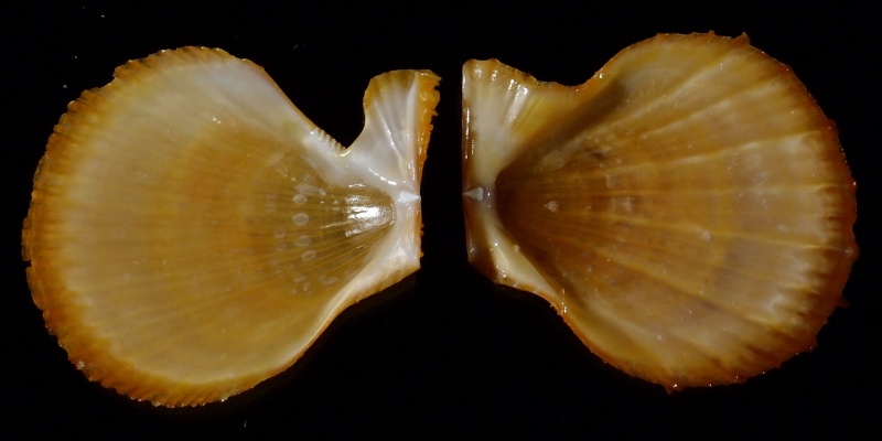 Scaeochlamys lemniscata - (Reeve, 1853)  P4062413