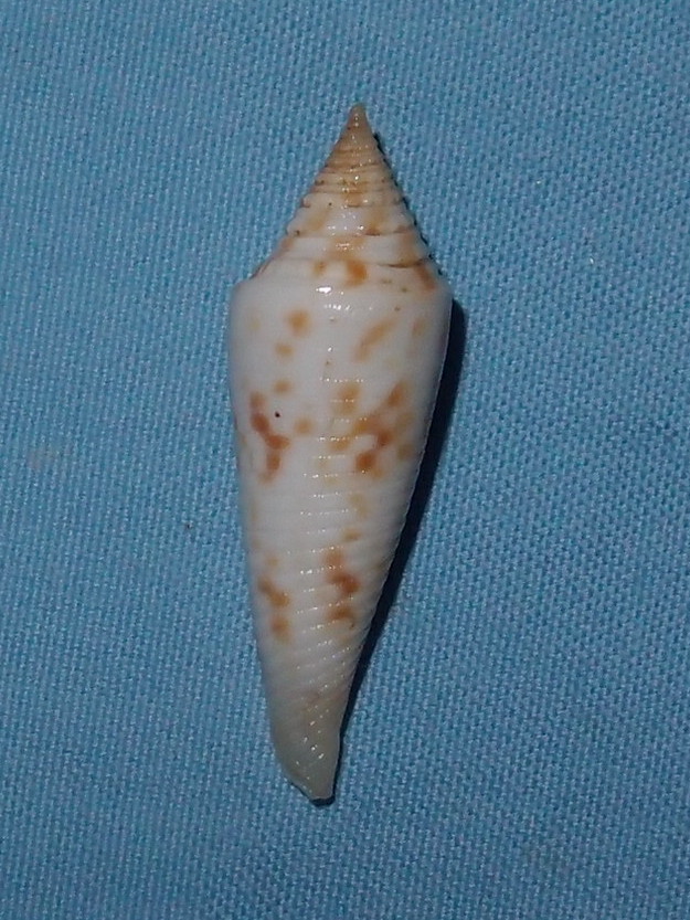 Conasprella (Fusiconus) longurionis (Kiener, 1845) P4072410
