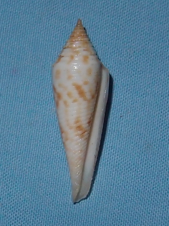 Conasprella (Fusiconus) longurionis (Kiener, 1845) P4072411