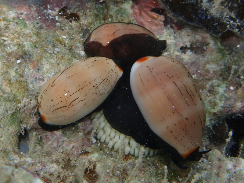 Luria isabella (Linnaeus, 1758) - Live Pa270110