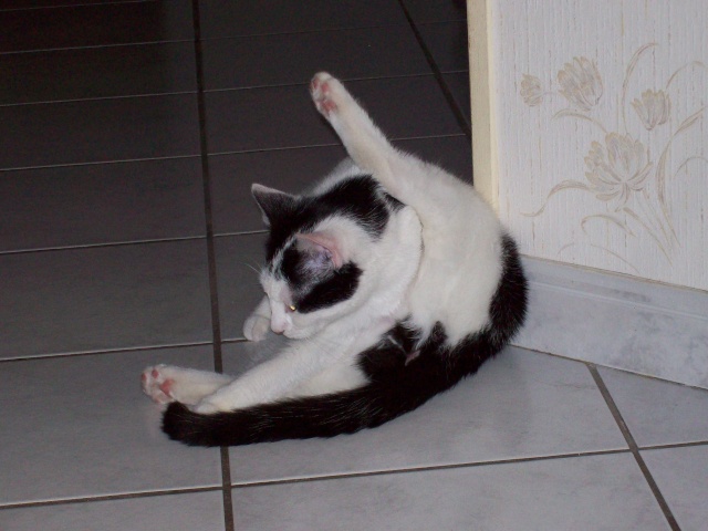 MAESTRIA, chatonne noire & blanche, née en avril 2010 ALEAC Maestr11