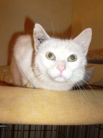 Leo trés beau chat  tout blanc super sympa 1 ans Dscf8212