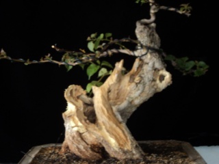 preliminary carving bougainvillea stump Dsc05712