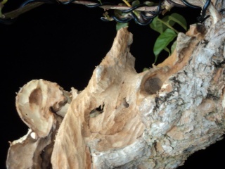 preliminary carving bougainvillea stump Dsc05716