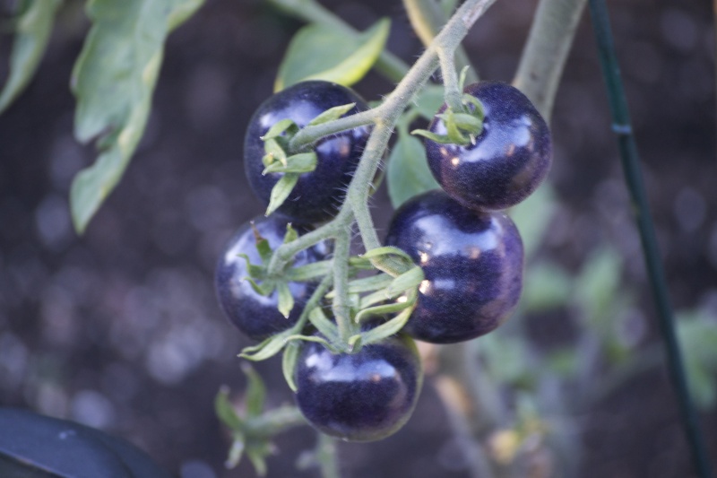 Tomatoes Not Suitable for SFG Indigo13