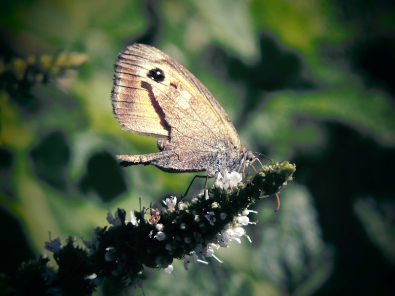 [Pyronia tithonus](Nymphalidae Satyrinae]Un nouveau pour moi Cimg5112