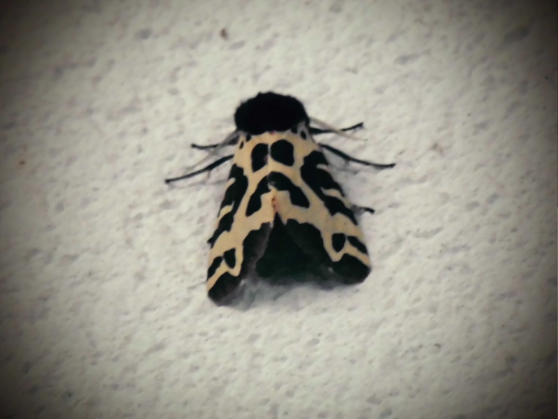 [Arctia caja](Erebidae Arctiinae)Papillon blanc et noir Xxxnoc10