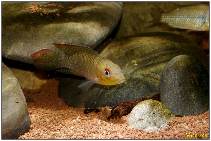 Parananochromis longirostris _igp8711