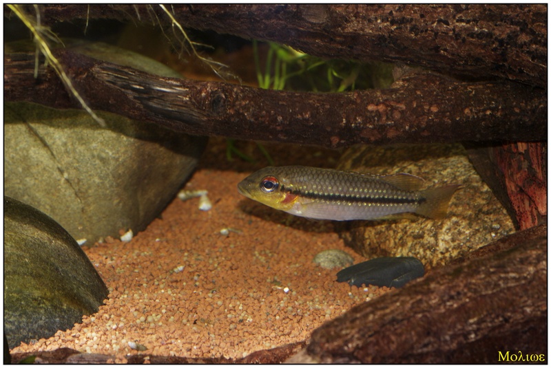 Parananochromis longirostris _igp8817