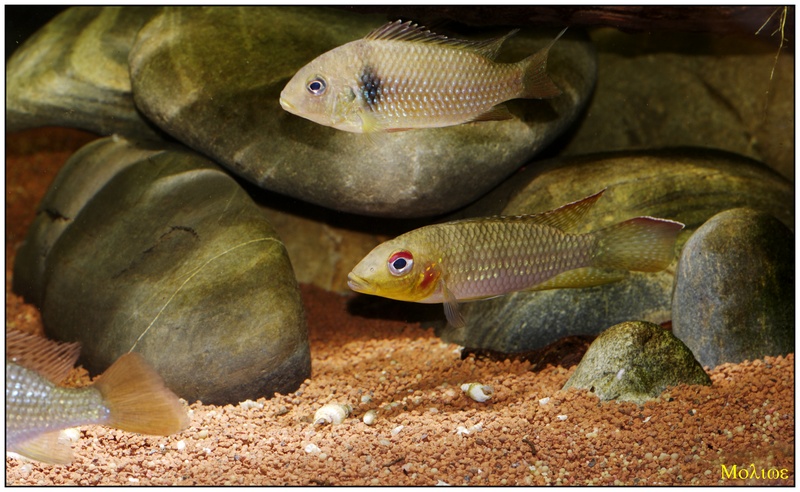Parananochromis longirostris _igp8818