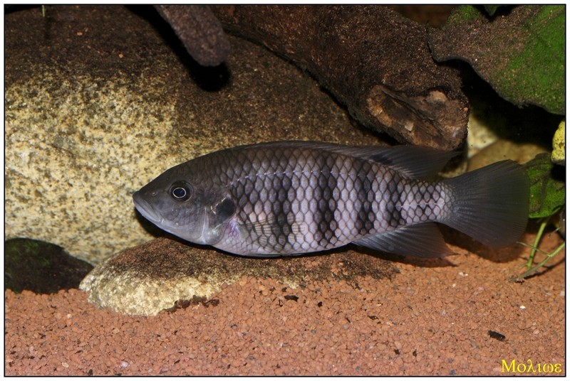 Generalité sur les Benitochromis _igp9111