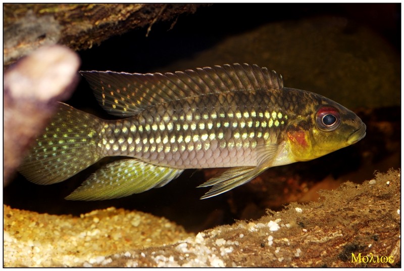 Parananochromis longirostris _igp9610