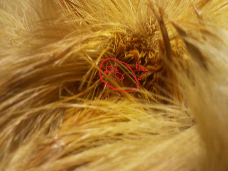 Petit Probleme Kyste Sebacee Parasites Peau Poils Nimo