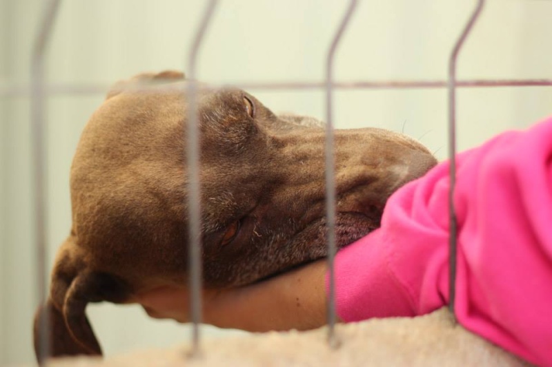 Papie braque allemand dans la fourrière pleine de tendresse! 12335010